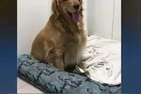 金毛生了9只狗狗，第二天中午，主人发现，怎么变11只了图片