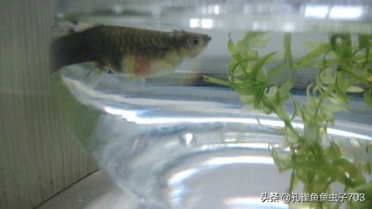 孔雀鱼肚子大鱼鳞立起来