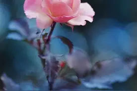 含苞待放的花朵图片