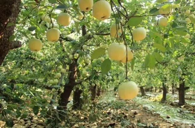 18种氨基酸对植物的具体作用（言简意赅）