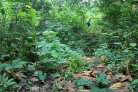 重庆废弃高校区，校舍完好荒无人烟，探秘绝对需要勇气图片