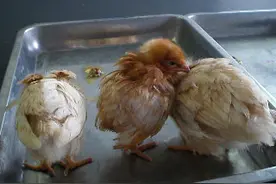 鸡传染性支气管炎的3大诱发因素，你中招了吗图片