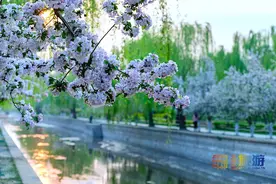 官宣！北京春游赏花，赏海棠花指南出炉，请收藏！图片