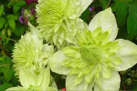 没等到铁线莲开花，却开始“僵苗”，5个问题在搞鬼图片