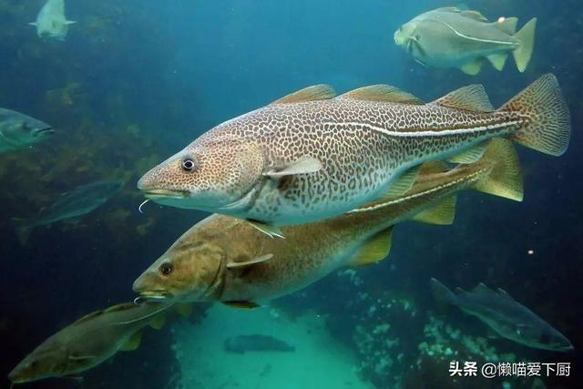 深海鳕鱼是什么鱼 2026年深海鳕鱼是什么鱼做的
