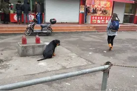 罗威纳被主人抛弃，路边老板将其收养，它开始为新主人工作图片