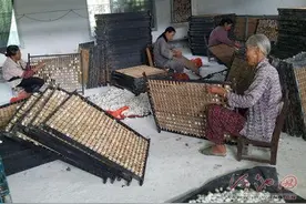 桑树不只能用来养蚕，要学会“树尽其用”，百亩桑地也能赚钱图片