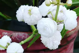 比睡莲好养，比碗莲容易开花，它叫“慈姑花”，有水就能活图片