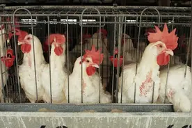 家禽业在变革之路上？以色列正在禁止使用笼舍养鸡，让鸡实现自由图片