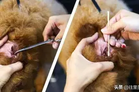 别不相信，这才是专业的！详解贵宾系（泰迪犬）狗狗洗澡流程！图片