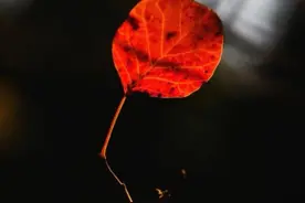 心理：男人的层次都写在“脸上”，这2种长相的男人往往很高级图片