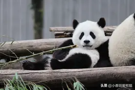 半岁断奶的甜汶汶，命运坎坷图片