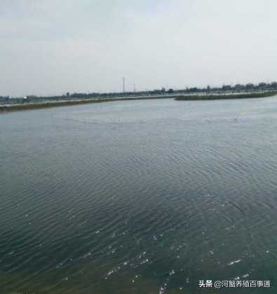 河蟹养殖：为何别人水草能有那么好的长势而我的水草有黑根和黄根