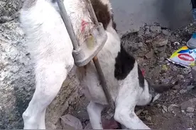 流浪狗倒吊着，被发现时已经奄奄一息，虽获救助却不愿再信任人类图片