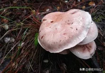 楚雄市南华县舌尖盛宴——菌子大全