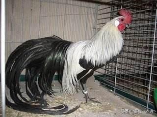 如何配制肉鸡各阶段日粮？