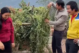 牛爱芳翻车后续！被曝拍视频花2万块买柴，为立人设连爸爸都靠租图片