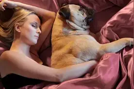 狗狗总喜欢跟你一起睡说明了什么？你有没有想过这个问题图片