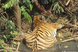 母老虎离奇死在水沟边，人们好奇剖开肚子检查，查明死因后惋惜图片