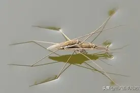 农村水边常见的一种昆虫，会“水上漂”浮在水面上，它到底是什么图片