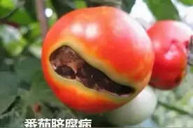 西红柿主要病害图谱(下)，建议收藏图片