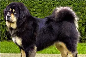 攻击性最强的五种狗狗，见到它们，要躲远一点图片