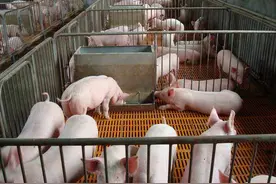 鸡蛋有助于母猪催奶？鸡蛋在养猪生产中还有哪些用途？图片