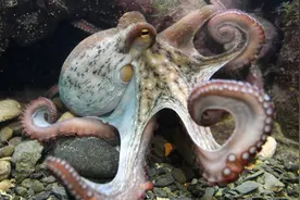 章鱼为何会以自杀的方式繁殖？明明可以称霸海洋，却“英年早逝”图片