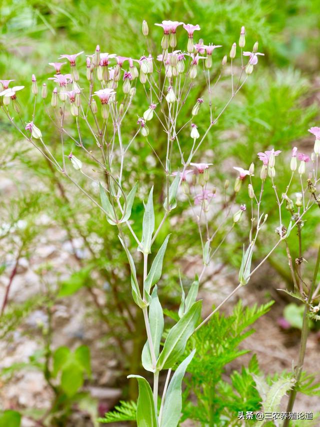 【处方】当归30g 王不留行30g 黄芪60g 路路通30g 红花25g 通草20g
