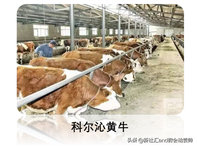 牛票讯息：70年破茧蝶变，通辽以现代农牧业构筑内蒙“粮仓肉库”