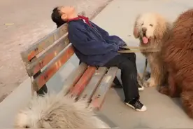 小主人在外累的睡着了，三只藏獒立马围起来守护，让人羡慕图片