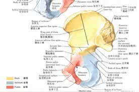 「解剖课程」奈特人体解剖彩色图谱之下肢（髋和大腿、膝）图片