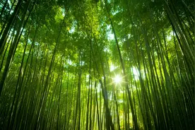 每日一诗经 《风》之《葛覃》图片