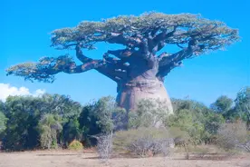 这种树“能吃能喝还能住”，养活无数非洲人，引进中国后画风变了图片