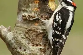 森林医生啄木鸟，到底是神医还是庸医，一文了解真实的啄木鸟生活图片