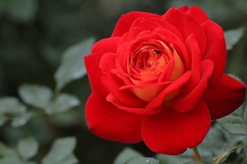 月季花嫁接方法