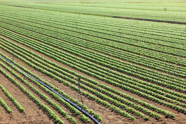 什么是氨基酸肥料？