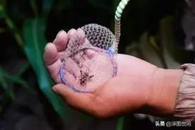 比黄金还贵！河南延津农民靠捉蟋蟀致富 一只蛐蛐儿能卖上万元图片