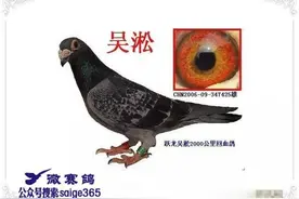 与李鸟齐名的长距离霸王：吴淞鸽图片