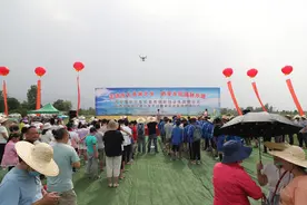 西安高新区：秦岭脚下快乐插秧 “关中江南”魅力初显图片