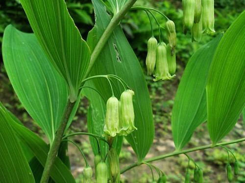 "黄精"大补,价格太贵?野外挖几个,种在花盆,收获一大筐_农业技术网