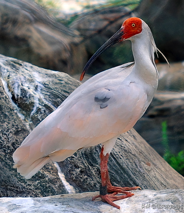 大嘴雀：我距离凤王只差一个摄影机「迷失攻略组」