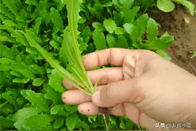 "先种淤地后种沙，七天出苗正合"，秋分播种蔬菜因泥土区分对待图片