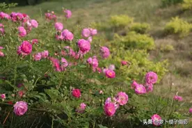 五月潍坊浞河公园，正是蔷薇花开时，送给热恋或浪漫的情侣们图片