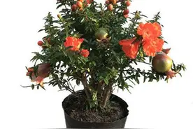 农村的8种果树栽到花盆里，结果累累，好养好看还能卖好价钱图片