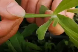 为了吃上一口野菜，四川人到底有多努力？图片