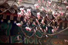信手拈来花几许，自此暗香闺中留。 ​​​​图片
