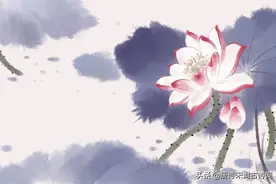 恰似水莲花，不胜凉风的娇羞图片