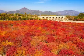 深秋的昌平，在红色树海中流连忘返图片