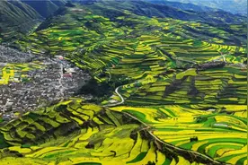去武山看油菜花（文：陈晓明）图片